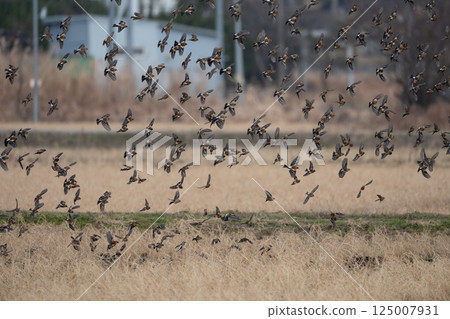 Atri部落 125007931