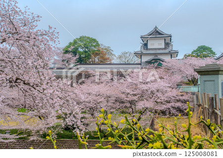 鮮明的對比——金澤城、櫻花和黃色花朵 125008081