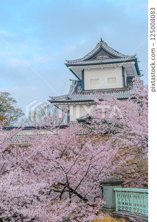 古都之春－金澤城被櫻花染成粉紅色 125008083