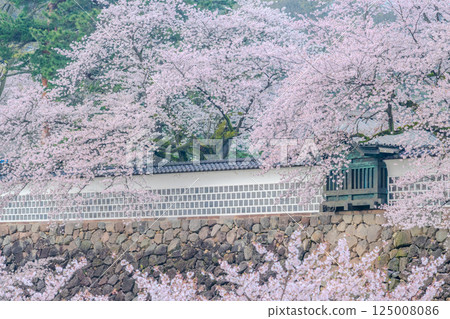 Sturdy stone walls and blooming cherry blossoms - Spring at Kanazawa Castle Sturdy stone walls and blooming cherry blossoms - Spring at Kanazawa Castle 125008086