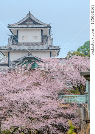 白牆上盛開的花朵－金澤城的春天景色 125008162