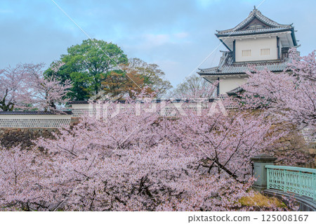 Blooming flowers on the white walls - Spring scenery at Kanazawa Castle 125008167