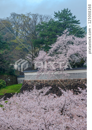 Cherry blossoms decorating the massive walls - Spring scenery at Kanazawa Castle 125008168
