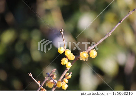 洛白花 洛白花 125008210