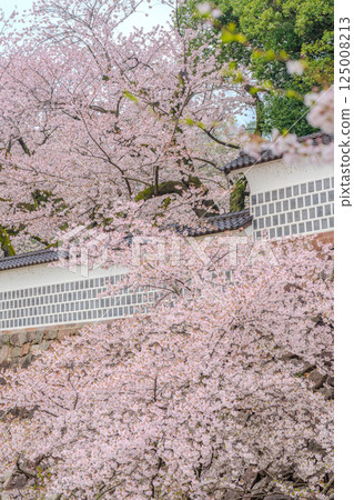 Cherry blossoms decorating the massive walls - Spring scenery at Kanazawa Castle 125008213