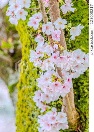 Blooming on an Old Tree - The Vitality of Cherry Blossoms Blooming on an Old Tree - The Vitality of Cherry Blossoms 125008217