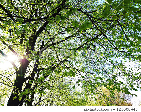 Light shining through the fresh green trees Light shining through the fresh green trees 125008445