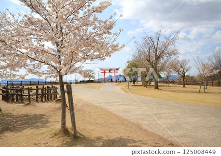 宮島服務區的鳥居與櫻花 125008449