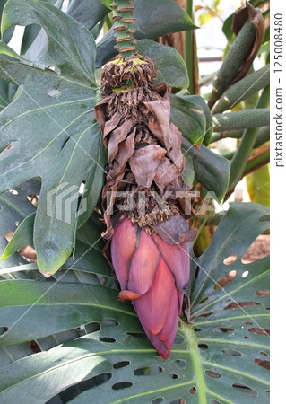 Blooming banana tree 125008480