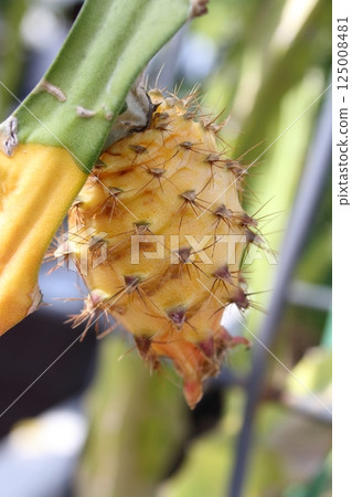 Dragon fruit (yellow pitaya) close to harvest 125008481