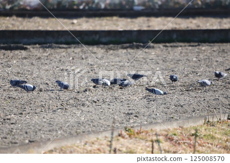Pigeons feeding in the rice fields 125008570
