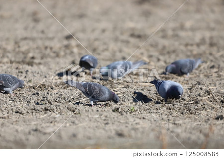 Pigeons feeding in the rice fields Pigeons feeding in the rice fields 125008583