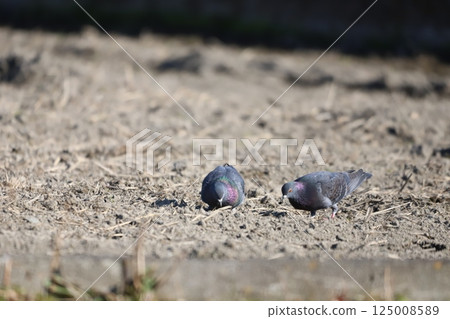 Pigeons feeding in the rice fields 125008589