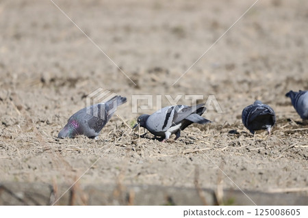 Pigeons feeding in the rice fields 125008605