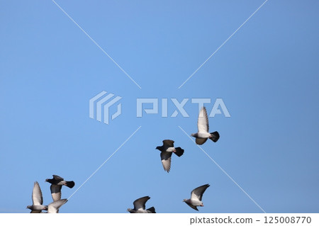 Dove flying in the sky 125008770