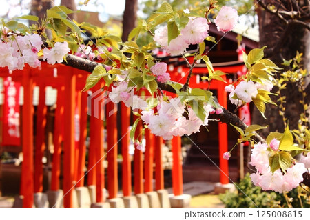 妙正寺境內稻荷神社附近的重瓣櫻花（7） 125008815