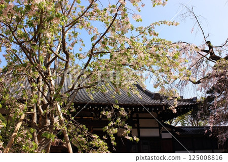 Myoshoji Temple main hall and weeping cherry blossoms in full bloom in April (1) 125008816