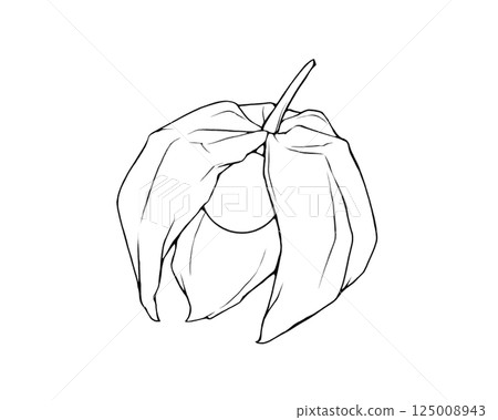 破裂的酸漿的寫實線條畫插圖 125008943