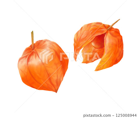 酸漿的寫實水彩畫集 125008944