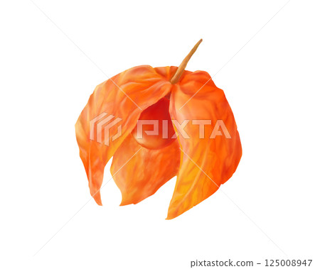 Realistic watercolor illustration of a cracked physalis 125008947