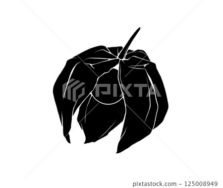Silhouette illustration of a broken physalis (with white border) Silhouette illustration of a broken physalis (with white border) 125008949