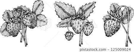 Vector strawberry engraving art illustration. Hand drawn botanical. Vector strawberry engraving art illustration. Hand drawn botanical. 125009024