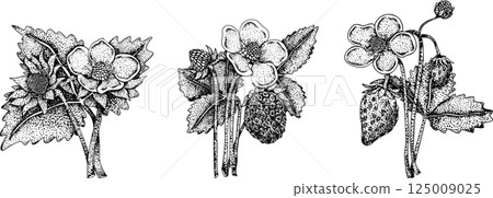 Vector strawberry engraving art illustration. Hand drawn botanical. Vector strawberry engraving art illustration. Hand drawn botanical. 125009025