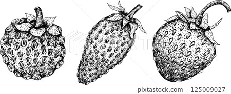 Vector strawberry engraving art illustration. Hand drawn botanical. Vector strawberry engraving art illustration. Hand drawn botanical. 125009027