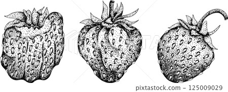 Vector strawberry engraving art illustration. Hand drawn botanical. Vector strawberry engraving art illustration. Hand drawn botanical. 125009029