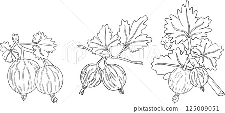Gooseberry hand drawn vector illustration on white background 125009051