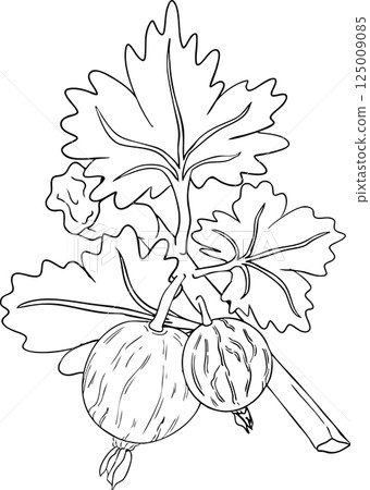 Gooseberry hand drawn vector illustration on white background 125009085