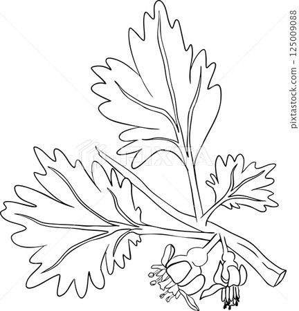 Gooseberry hand drawn vector illustration on white background 125009088