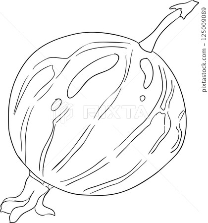 Gooseberry hand drawn vector illustration on white background Gooseberry hand drawn vector illustration on white background 125009089