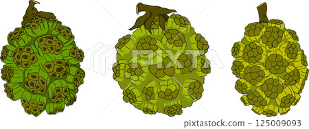 Pandan fruit, Sargassum. Hand drawn colored tropical plant. Pandanus tectorius 125009093