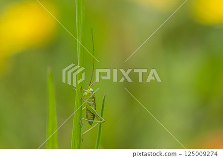 A grasshopper larva caught in grass A grasshopper larva caught in grass 125009274