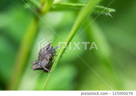 Hararahishibata 125009279