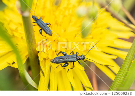 Pterodactylus (male) Pterodactylus (male) 125009288