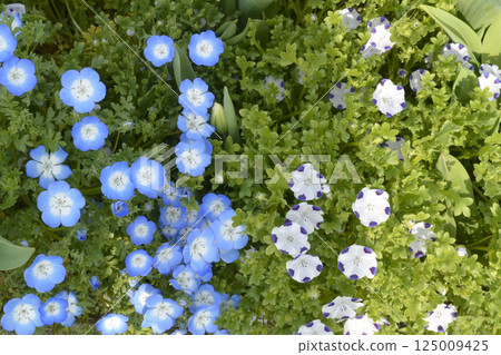 Nemophila·McLata 125009425