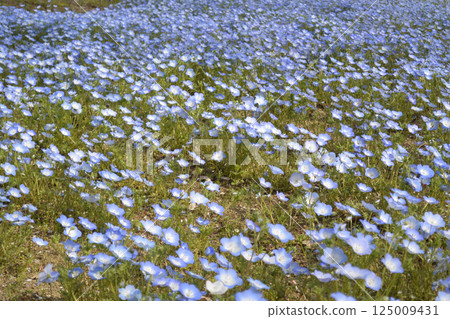 One side of Nemophila 125009431