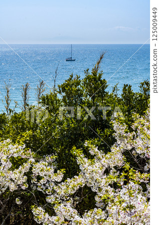 Coastal scenery of Hayama Town, Kanagawa Prefecture 125009449