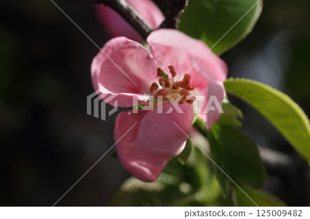 Karin's flower Karin's flower 125009482