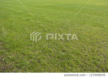 大片草坪 125009640