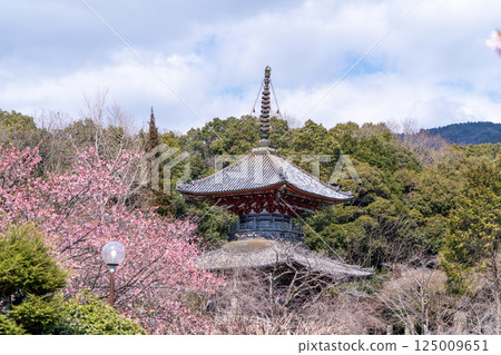【第8寺】熊谷寺、寶塔與櫻花【四國88寺】 125009651