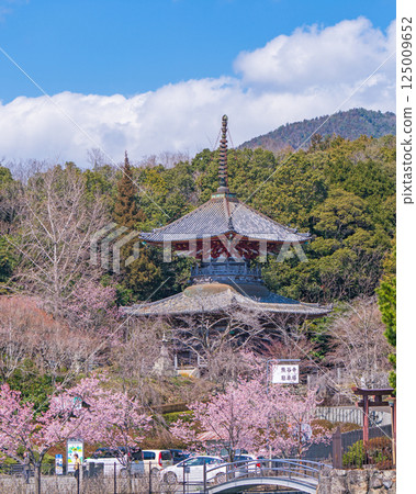 【第8寺】熊谷寺、寶塔與櫻花【四國88寺】 125009652