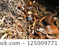 Overwintering Butterflies 125009771