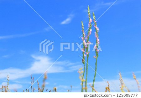 盛開在藍天下的花萼 125009777