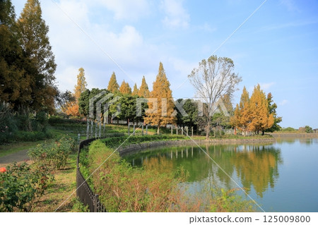 Autumn park, yellow leaves, metasequoia tree Autumn park, yellow leaves, metasequoia tree 125009800