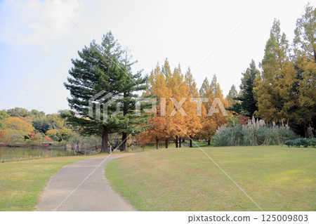 秋天的公園,黃葉,水杉樹 秋天的公園,黃葉,水杉樹 125009803