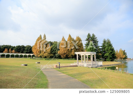 Autumn park, yellow leaves, metasequoia tree 125009805