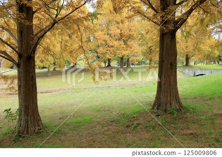 Autumn park, yellow leaves, metasequoia leaves 125009806